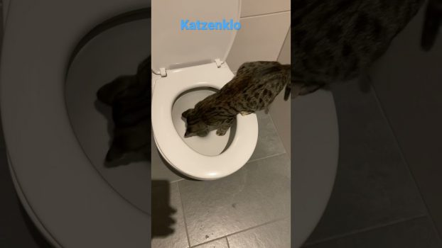 Katzenklo mal anders 😂