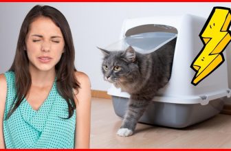 Katzenklo stinkt? SO wirst du schlechten Geruch los! 😎