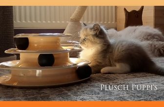 Katzenspielzeug – Katze spielt mit Kugelbahn Etagere