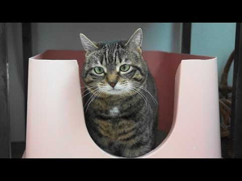 Katzentipps – Ein sauberes Katzenklo macht jede Katze froh