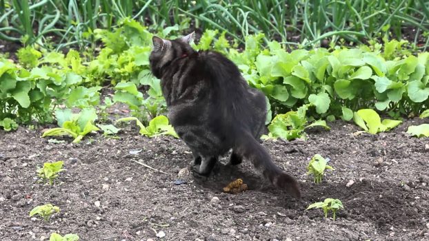 Katzentoilette Freigänger