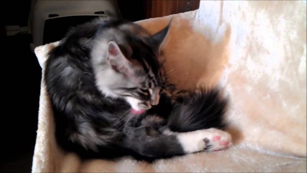 Katzentoilette mit Otto