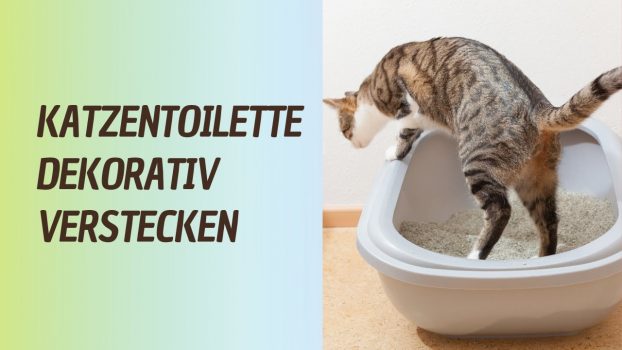 Katzentoilette verstecken #shorts