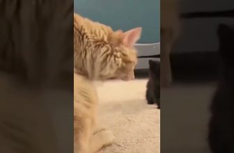 Kitten-Erziehung!  😍 🥰 😘 Lustige Katzenvideos #Shorts