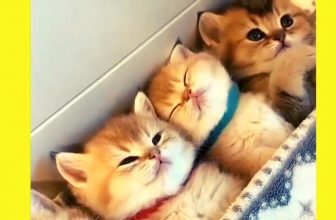 Kitten-Schlafstunde 😍 – Lustige Katzenvideos