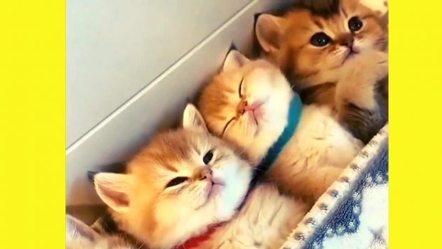 Kitten-Schlafstunde 😍 – Lustige Katzenvideos
