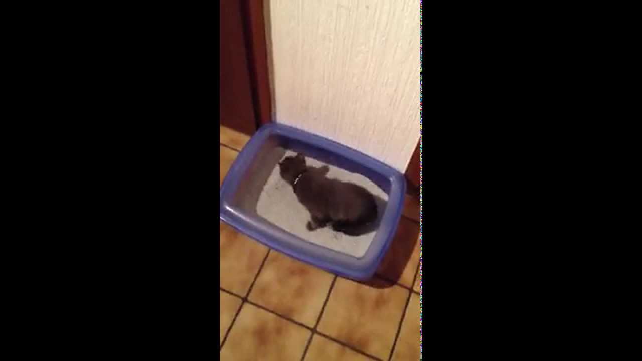 Kleine Katze, großes Katzenklo