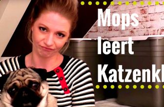 Kleiner Hund leert Katzenklo Petmate