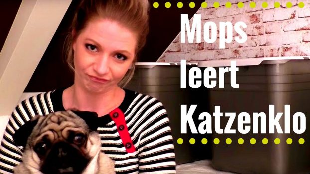 Kleiner Hund leert Katzenklo Petmate