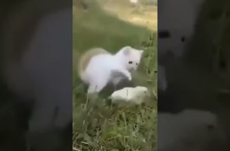 „Komm!…Lass uns spielen!“ 🥰 Lustige Katzenvideos #shorts