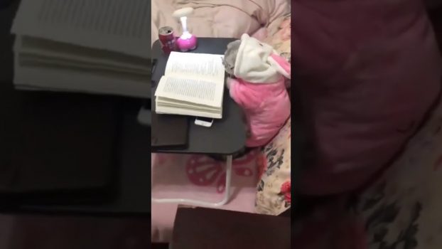 Lesen macht Schlau! / Lustige Katzenvideos #Shorts