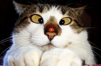 😹 Lustige Katzen  48  #cat #cats #katze #tiere #lustig