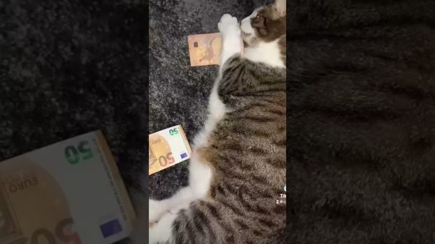 Lustige Katzenvideos | 🥛