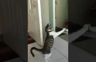 Lustige Katzenvideos – Die Katzen und der Spiegel  #Shorts