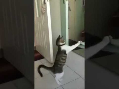 Lustige Katzenvideos – Die Katzen und der Spiegel  #Shorts
