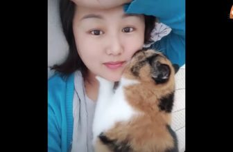 Lustige Katzenvideos ESP #2