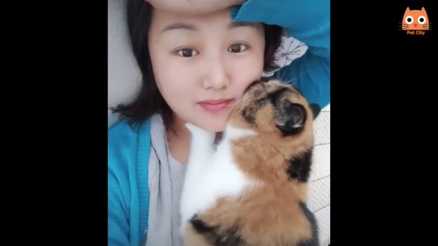 Lustige Katzenvideos ESP #2