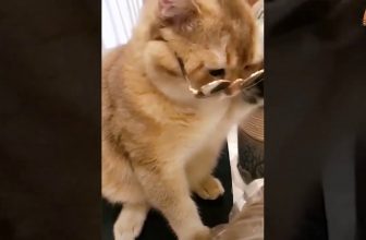 Lustige Katzenvideos ESP #6