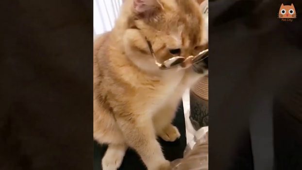 Lustige Katzenvideos ESP #6