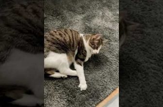 Lustige Katzenvideos | Katze tanzt 🫧🥛