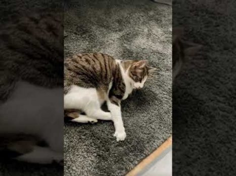 Lustige Katzenvideos | Katze tanzt 🫧🥛