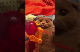 Lustige Katzenvideos #Shorts