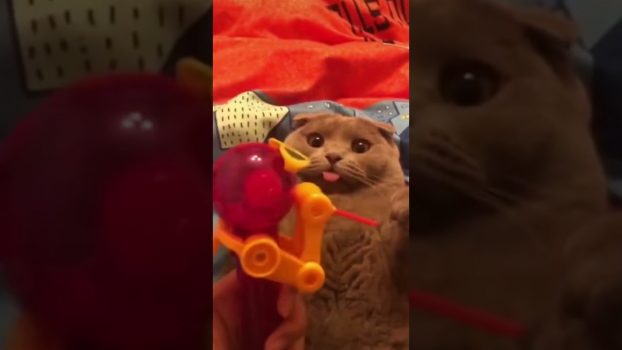 Lustige Katzenvideos #Shorts