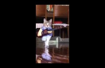 Lustige Katzenvideos #Shorts Funny Cats