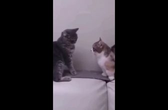 Lustige Katzenvideos #Shorts Funny Cats Witztig