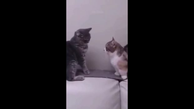 Lustige Katzenvideos #Shorts Funny Cats Witztig