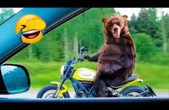 Lustige Tiere videos 2022😂 – Die besten Hunde- und Katzenvideos 😺😍Süße Katze #6