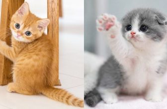 Lustige katzenvideos zum Totlachen 2021 – Süße Katzenvideos | KatzenVideos |