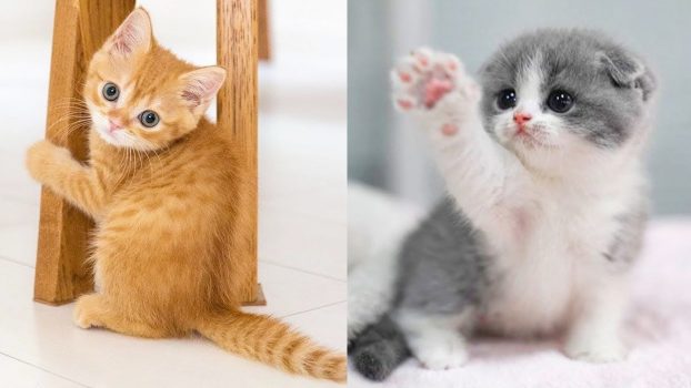 Lustige katzenvideos zum Totlachen 2021 – Süße Katzenvideos | KatzenVideos |