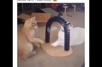 Lustige katzenvideos zum Totlachen 2021 – Süße Katzenvideos  | #shorts #lustigekatzen #katzenvideos