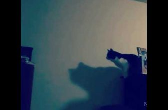 Lustige katzenvideos zum Totlachen 2021 – #shorts #süßekatzen  #Katzenvideos  #lustigekatzen