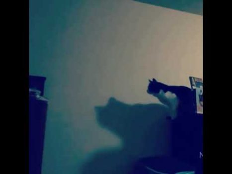 Lustige katzenvideos zum Totlachen 2021 – #shorts #süßekatzen  #Katzenvideos  #lustigekatzen