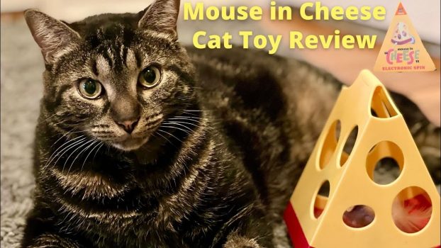 MOUSE IN CHEESE BY FOFOS  cat toy review