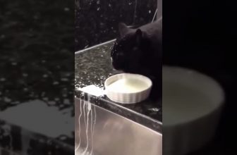 Mahlzeit! 😆 😅 😂 Lustige Katzenvideos #Shorts