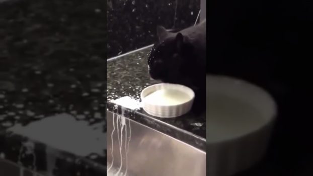 Mahlzeit! 😆 😅 😂 Lustige Katzenvideos #Shorts