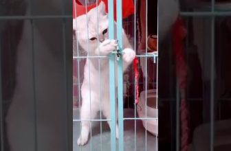 Man kann es ja mal versuchen! 😅 Lustige Katzenvideos #Shorts