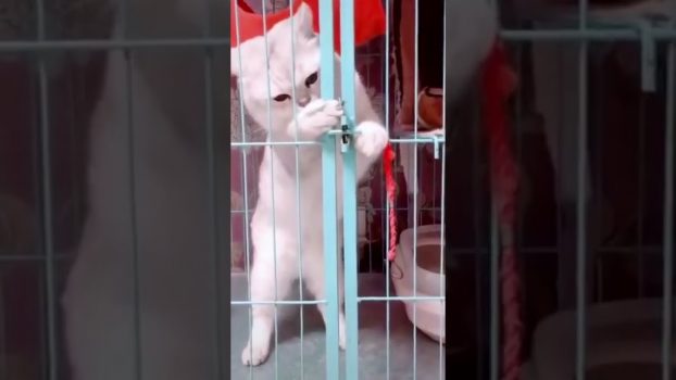 Man kann es ja mal versuchen! 😅 Lustige Katzenvideos #Shorts