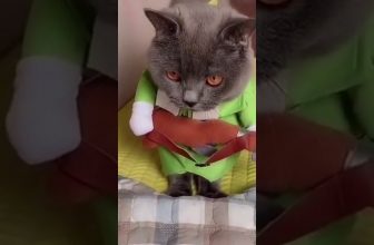 Musikalische Katze 🥰 Lustige Katzenvideos #Shorts