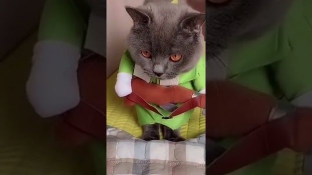 Musikalische Katze 🥰 Lustige Katzenvideos #Shorts