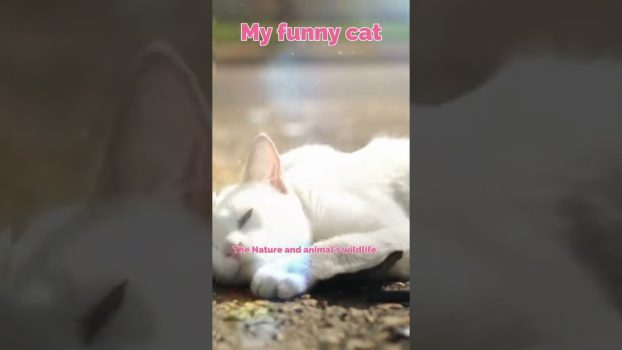 My Lovely cats | My funny cat Shorts My Cute Cat  #shorts