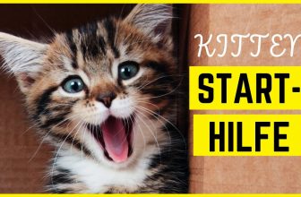 NEUE KATZE ZIEHT EIN? Kitten Eingewöhnung und was jetzt noch zu tun ist