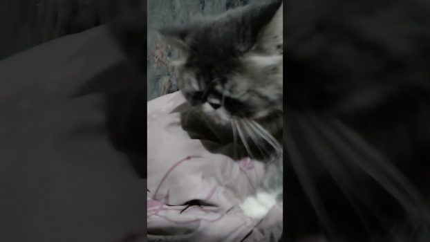 Pagi hari bikin kisruh#kucing#pecintakucing#shorts