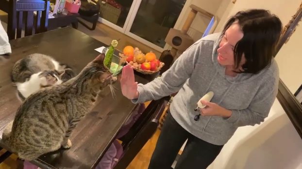 Pfote geben 😻lustige Katzenvideos 😹 #cats #clickertraining