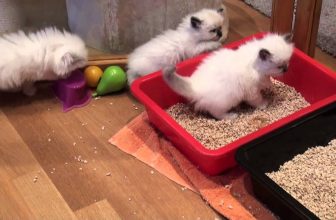 Ragdollkitten 4 Wochen alt – benutzen das Klo schon….