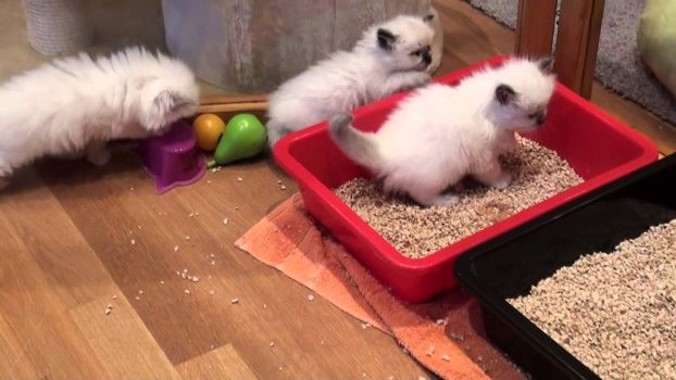 Ragdollkitten 4 Wochen alt – benutzen das Klo schon….