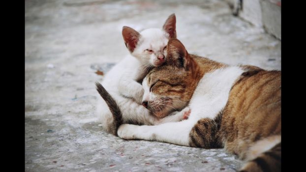 Ratgeber Katzenspielzeug